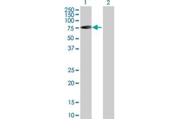 RABEP2 antibody  (AA 1-533)