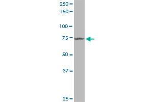 MX1 MaxPab polyclonal antibody. (MX1 antibody  (AA 1-662))