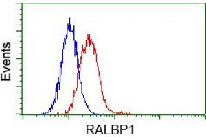 Image no. 1 for anti-RalA Binding Protein 1 (RALBP1) antibody (ABIN1500586) (RALBP1 antibody)