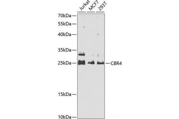 CBR4 antibody