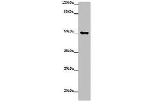 Western blot All lanes: TUBG1 antibody at 14 μg/mL + Hela whole cell lysate Secondary Goat polyclonal to rabbit IgG at 1/10000 dilution Predicted band size: 52 kDa Observed band size: 52 kDa (TUBG1 antibody  (AA 29-184))