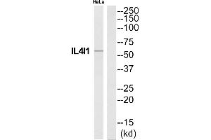 Western blot analysis of extracts from HeLa cells, using IL4I1 antibody. (IL4I1 antibody)
