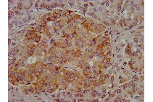 IHC image of ABIN7144688 diluted at 1:400 and staining in paraffin-embedded human pancreatic tissue performed on a Leica BondTM system. (Arylsulfatase E antibody  (AA 352-494))