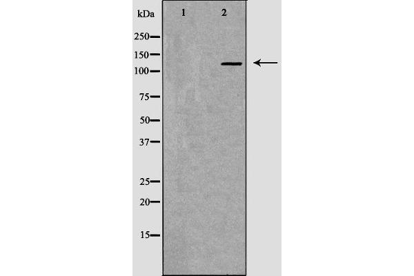 MSH3 antibody  (N-Term)