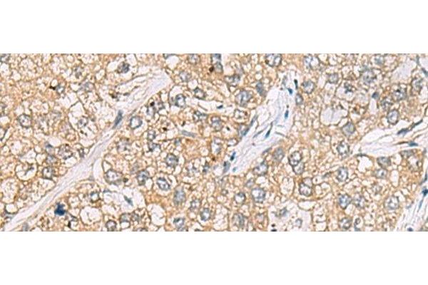 LEPREL1 antibody