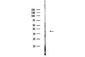 anti-CWC15 Spliceosome-Associated Protein Homolog (CWC15) (N-Term) antibody