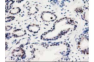 Image no. 5 for anti-Spermine Synthase, SMS (SMS) antibody (ABIN1501098) (SMS antibody)