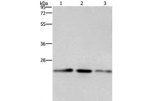 Western Blot analysis of A549, Hela and HT-29 cell using EMC8 Polyclonal Antibody at dilution of 1:600 (COX4NB antibody)