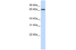 DCAF13 Antikörper  (N-Term)