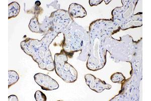 AMFR was detected in paraffin-embedded sections of human placenta tissues using rabbit anti- AMFR Antigen Affinity purified polyclonal antibody (Catalog # ) at 1 µg/mL. (AMFR antibody  (AA 553-643))