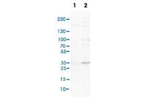 Western Blot (Cell lysate) analysis of (1) NIH-3T3 cell lysate (Mouse embryonic fibroblast cells) and (2) NBT-II cell lysate (Rat Wistar bladder tumour cells). (SDSL antibody)