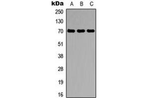 Western blot analysis of PPP2R5D expression in SHSY5Y (A), HuvEc (B), HEK293T (C) whole cell lysates.
