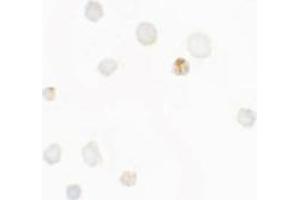 Immunocytochemistry of SEPT1 in Raji cells with SEPT1 antibody at 5 µg/ml. (Septin 1 antibody  (C-Term))