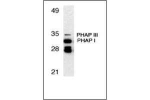 Western blot analysis of PHAP expression in human Raji cell llysate with this product at 1 μg/ml. (PHAP1 antibody  (C-Term))