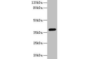 Western blot All lanes: LRG1 antibody at 2 μg/mL + Mouse liver tissue Secondary Goat polyclonal to rabbit IgG at 1/10000 dilution Predicted band size: 39 kDa Observed band size: 39 kDa (LRG1 antibody  (AA 36-346))