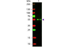 Western Blot of Texas Donkey Anti-Mouse IgG secondary antibody. (Donkey anti-Mouse IgG (Heavy & Light Chain) Antibody (Texas Red (TR)) - Preadsorbed)