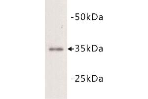 Western Blotting (WB) image for anti-Lactate Dehydrogenase A (LDHA) (N-Term) antibody (ABIN1854931) (Lactate Dehydrogenase A antibody  (N-Term))