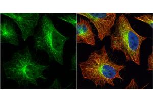 ICC/IF Image Histamine H2 Receptor antibody [N1], N-term detects Histamine H2 Receptor protein at cytoplasm by immunofluorescent analysis. (HRH2 antibody  (N-Term))