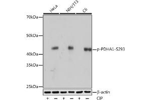 Western blot analysis of extracts of various cell lines, using Phospho-PDH-S293 Rabbit mAb (ABIN7269768) at 1:1000 dilution. (PDHA1 antibody  (pSer293))