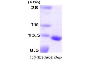 SDS-PAGE (SDS) image for Growth Differentiation Factor 10 (GDF10) (AA 369-478) protein (ABIN667742)