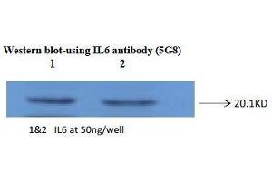 Western Blotting (WB) image for anti-Interleukin 6 (IL6) antibody (ABIN1107856) (IL-6 antibody)