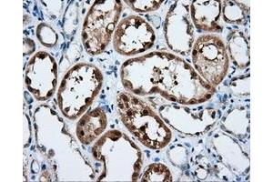 Immunohistochemistry (IHC) image for anti-Nucleotide Exchange Factor SIL1 (SIL1) antibody (ABIN1496810) (SIL1 antibody)
