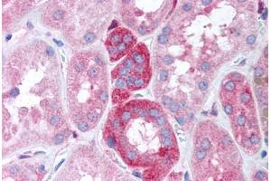 Human Kidney (formalin-fixed, paraffin-embedded) stained with GNB5 antibody ABIN305790 at 20 ug/ml followed by biotinylated goat anti-rabbit IgG secondary antibody ABIN481713, alkaline phosphatase-streptavidin and chromogen. (GNB5 antibody)