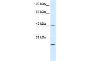 Human Jurkat; WB Suggested Anti-KLF9 Antibody Titration: 0. (KLF9 antibody  (N-Term))