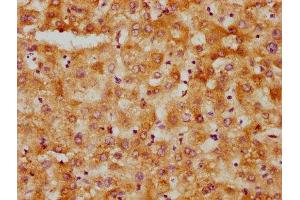 IHC image of ABIN7156000 diluted at 1:500 and staining in paraffin-embedded human liver tissue performed on a Leica BondTM system. (HMGCS1 antibody  (AA 360-520))