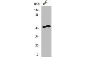 Western Blot analysis of COS7 cells using FRS3 Polyclonal Antibody (FRS3 antibody  (Internal Region))