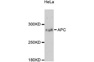 Western blot analysis of extracts of HeLa cells, using APC antibody (ABIN5975805) at 1:3000 dilution. (APC antibody)