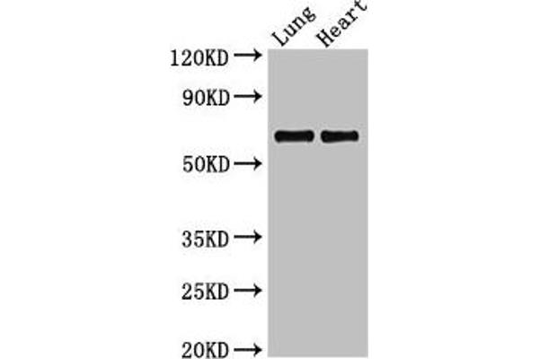 POLL antibody  (AA 16-211)