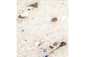 Image no. 2 for anti-Acetylcholinesterase (AChE) (N-Term) antibody (ABIN360209) (Acetylcholinesterase antibody  (N-Term))