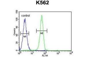 Flow cytometric analysis of K562 cells using PLEKHA4 Antibody (N-term) Cat. (PLEKHA4 antibody  (N-Term))