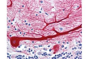 Anti-WNT10B antibody IHC of human brain, cerebellum. (WNT10B antibody  (Internal Region))