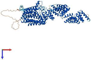 Transmembrane and Tetratricopeptide Repeat Containing 2 (TMTC2) (AA 1-836) protein (His tag)