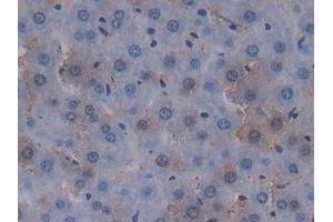 Detection of MUC20 in Rat Liver Tissue using Polyclonal Antibody to Mucin 20 (MUC20)