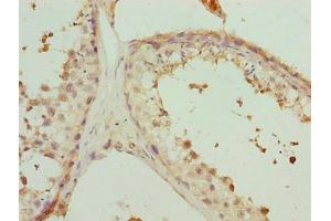Immunohistochemistry of paraffin-embedded human testis tissue using ABIN7163048 at dilution of 1:100