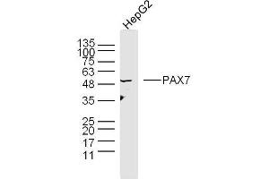 Human HepG2 cells probed with Polyclonal Antibody, unconjugated  at 1:300 overnight at 4°C followed by a conjugated secondary antibody at 1:10000 for 90 minutes at 37°C. (PAX7 antibody  (AA 410-460))