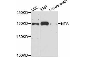 Western blot analysis of extracts of various cell lines, using NES antibody (ABIN5998326) at 1:3000 dilution. (Nestin antibody)