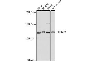 Western blot analysis of extracts of various cell lines, using KDM2A antibody (ABIN7268326) at 1:1000 dilution. (KDM2A antibody)