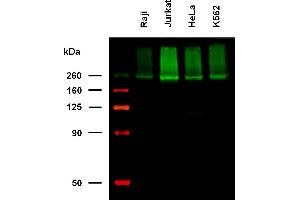 Anti-Hu CD222 Biotin (clone MEM-238) works in WB application under non-reducing conditions. (IGF2R antibody  (Biotin))