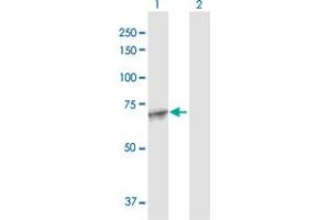 MAN1A2 antibody  (AA 1-641)