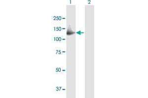 Western Blot analysis of GAS2L2 expression in transfected 293T cell line by GAS2L2 MaxPab polyclonal antibody. (GAS2L2 antibody  (AA 1-880))