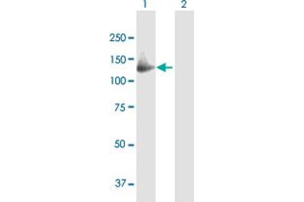 GAS2L2 antibody  (AA 1-880)