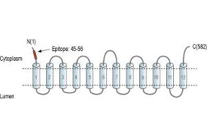 Representative domain view of the target of ABIN7043683.