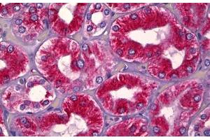 Anti-UBA5 antibody IHC staining of human kidney, tubules. (UBA5 antibody  (AA 281-330))