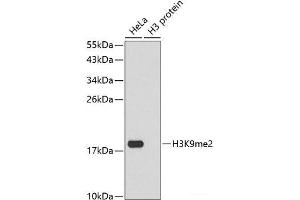 Western blot analysis of extracts of various cell lines using DiMethyl-Histone H3-K9 Polyclonal Antibody. (Histone 3 antibody  (2meLys9))