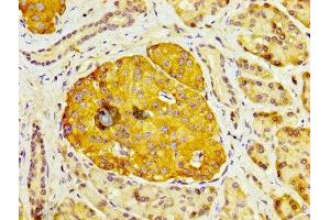 IHC image of ABIN7150781 diluted at 1:200 and staining in paraffin-embedded human pancreatic tissue performed on a Leica BondTM system. (DUSP6 antibody  (AA 100-206))
