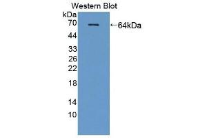 Detection of Recombinant SCG3, Human using Polyclonal Antibody to Secretogranin III (SCG3) (SCG3 antibody  (AA 20-468))